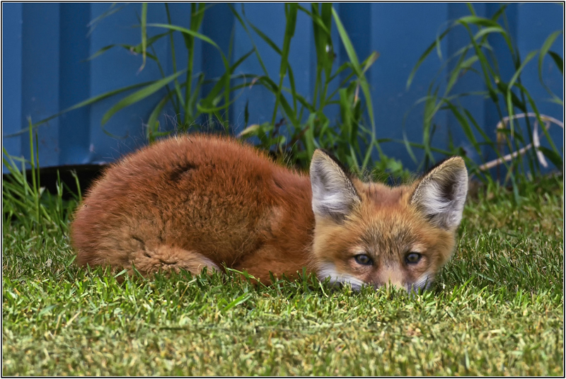 Sleeping Fox by Marlene Smith